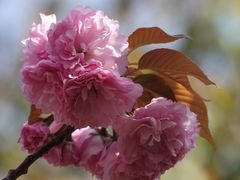 -高东镇樱花园