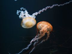 -欢乐海岸海洋奇梦馆