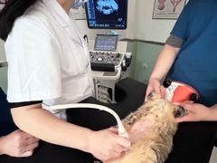 -乐派堂宠物医院·猫友好· 心脏科(东街店)