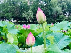 -陈家山荷花公园