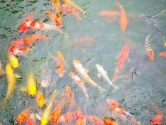 -大门水乡·顺德菜