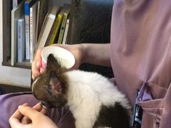 -严国平动物医院(德政总院)