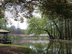 -上海共青森林公园