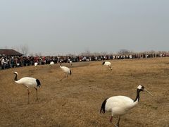 -盐城丹顶鹤湿地生态旅游区