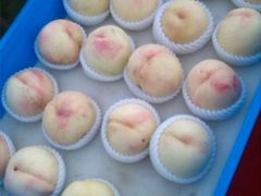 android_upload_pic-田园东方蜜桃村的田野营地