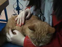 -Sirena海妖日咖夜酒