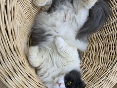-李小姐の猫咖啡馆(五角场店)