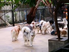 -TrueLove @ Neverland (Husky Cafe)