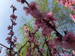 -南汇桃花村