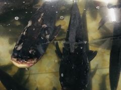 -官厅老勾渔馆(温泉店)