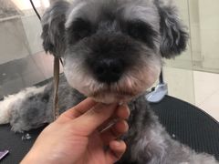 -顺强宠物诊所·狂犬免疫·夜诊·骨科(嘉定店)