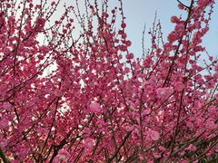 -杭州半山国家森林公园