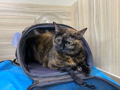 -纳吉亚猫专科动物医院(康都外科中心)