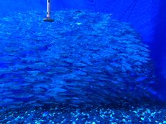 -成都浩海立方海洋公园