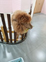 -Moni星球萌宠·小马宝莉·灵蛇·高端高阶全萌宠互动体验俱乐部(红豆国际广场店)
