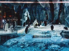 -帝企鹅自助餐厅•儿童岛•真企鹅(长隆企鹅酒店)