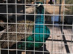 -金塔沙漠胡杨林景区