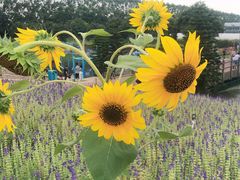 -迪茵湖田家舍生态农场