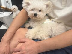 -Oh My Dog宠物沙龙(伊珊娜皮毛护理店)