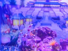 -海合安青岛极地海洋公园
