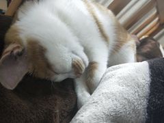 -PETKIT 小佩宠物·低压洗护·美容·寄养(安远店)