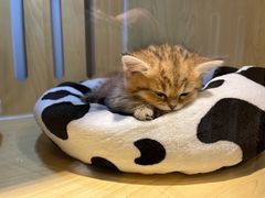 -momokira米努特·德文卷毛猫·棉花面纱犬