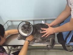 -中农大我爱我爱24h动物医院·中医针灸·猫专科·骨科医疗中心(双井店)