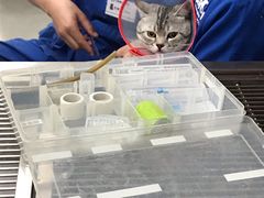 -宠福鑫动物医院·动物疾病诊疗中心(天通苑店)