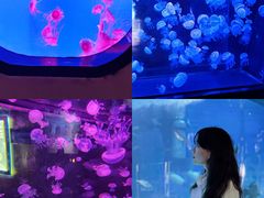 -烟台海昌鲸鲨海洋公园