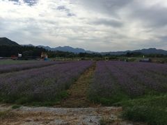 -北京东方普罗旺斯薰衣草庄园