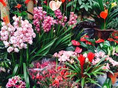 -秦美花卉(天朗·莱茵小城2期店)