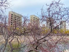 -桃花堤公园