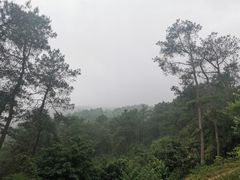 -南山植物园