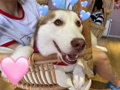 -Husky Go! 哈士奇体验馆·宠物咖啡厅狗咖