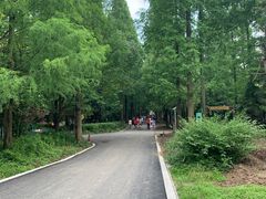 -东平国家森林公园