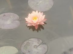 -东平国家森林公园