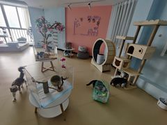 -喵宠乐园·撸猫互动·猫舍