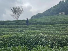 -阿巧茶庄