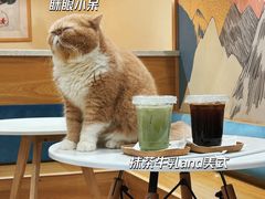 -滚猫咖啡·猫咖·猫友好撸猫(未来城店)