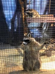 点击看大图 -酷嗒动物文化乐园(cutezoo西溪乐天城店)