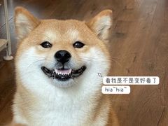 -萌宠之家·腊肠犬·马尔泰·小体犬舍