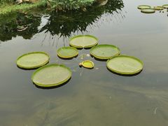 -荷塘月色湿地公园·向阳花洲