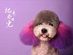 -读宠于你·约克夏比熊·睫角守宫·爬宠售卖(高新店)