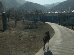 -西安秦岭野生动物园