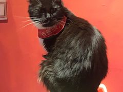 -猫色咖啡·猫咖