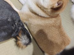 -逗柴咖啡屋·狗咖猫咖宠物桌游