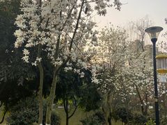 -龙头寺公园