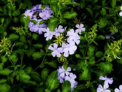 -桂林市花鸟市场