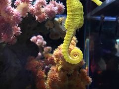 -暹罗海洋世界