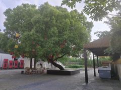 -同里国家湿地公园